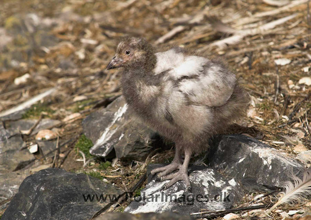 Hannah Point Sheathbill chick PICT9386