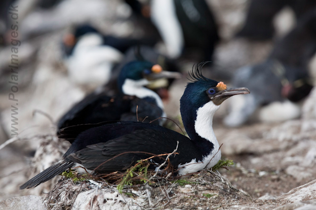 Imperial Shag_MG_5459