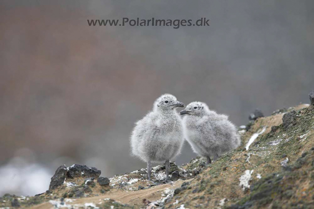 Kelp gull chicks_MG_0238