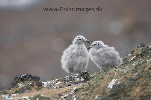 Kelp gull chicks_MG_0242