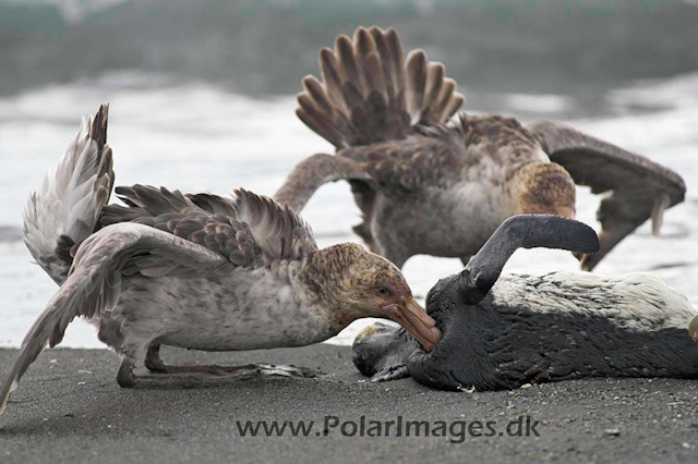 Northern Giant petrels feeding PICT6433