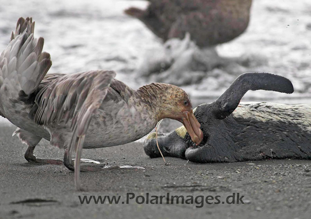 Northern Giant petrels feeding PICT6435