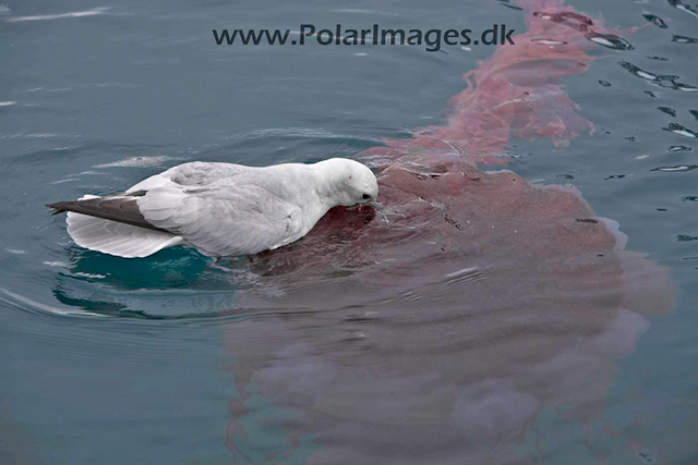 Paradise Bay Fulmars feeding_MG_3959