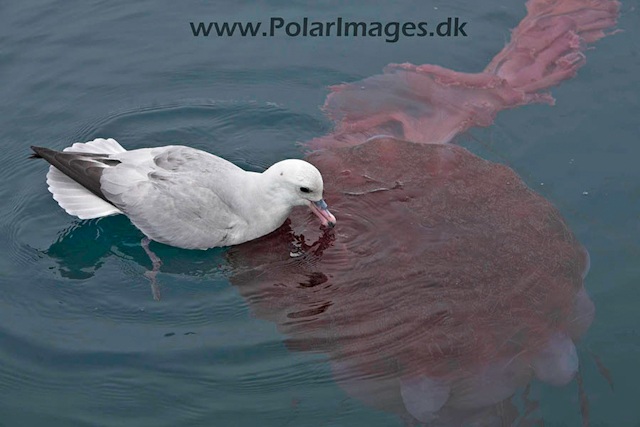 Paradise Bay Fulmars feeding_MG_3963