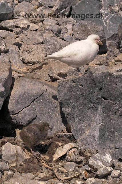 Paulet Sheathbill nest PICT8130