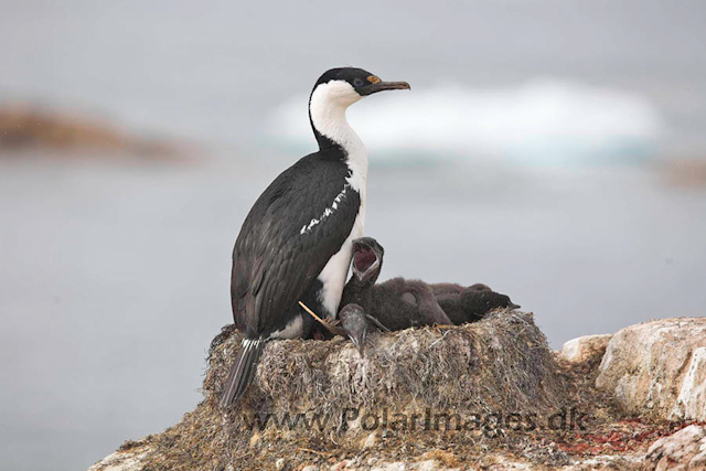 Petermann Blue eyed shag_MG_6053