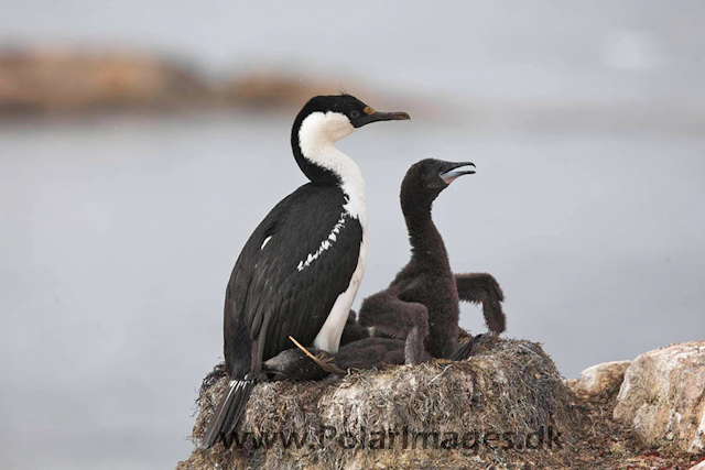 Petermann Blue eyed shag_MG_6094