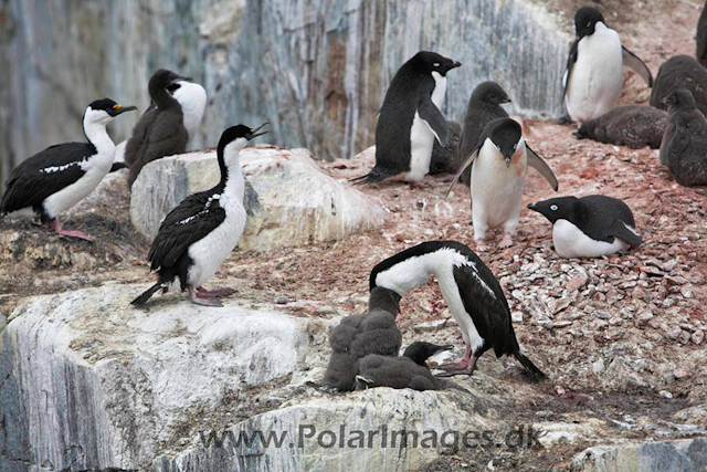 Petermann Blue eyed shag_MG_8667