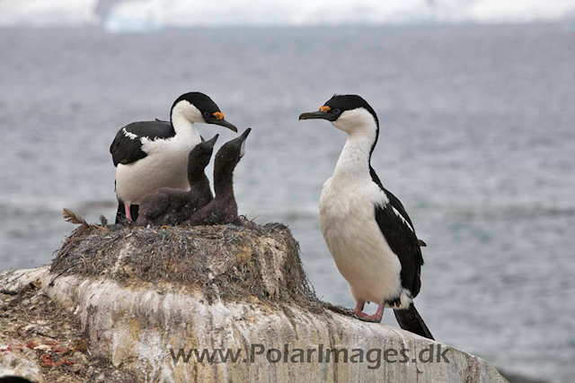 Petermann Blue eyed shag_MG_8680