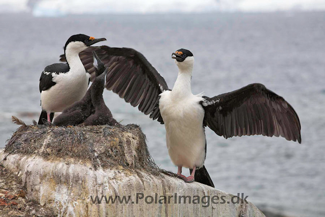 Petermann Blue eyed shag_MG_8684