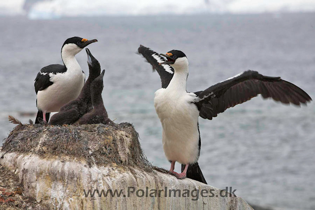 Petermann Blue eyed shag_MG_8685