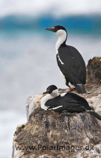 Petermann Blue-eyed shag _MG_4606