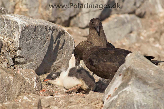 Port Lockroy Skua kill PICT9154