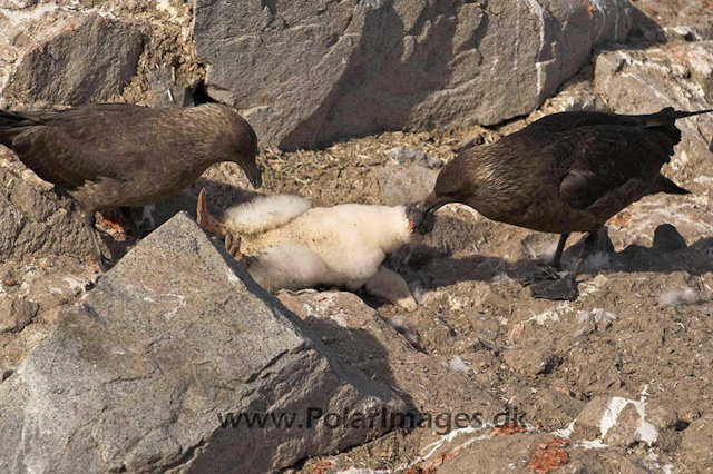 Port Lockroy Skua kill PICT9159