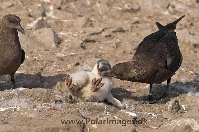 Port Lockroy Skua kill PICT9173