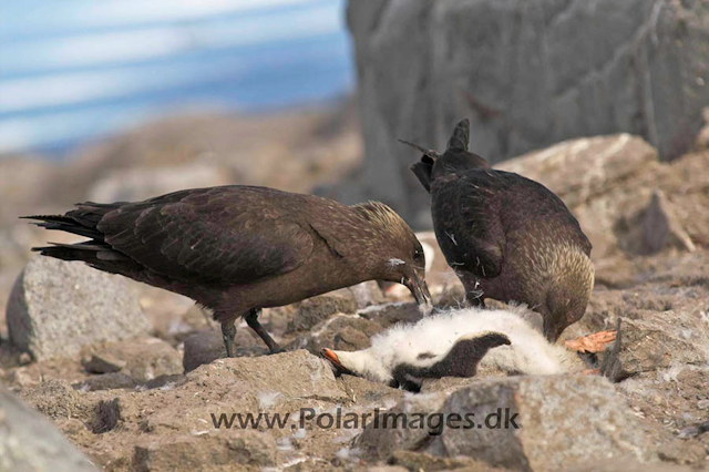 Port Lockroy Skua kill PICT 9183