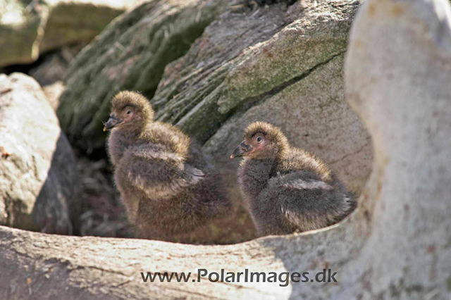 Port Lockroy sheathbill chicks PICT9062