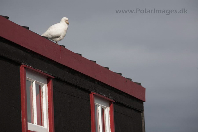 Sheathbill, Port Lockroy_MG_1372