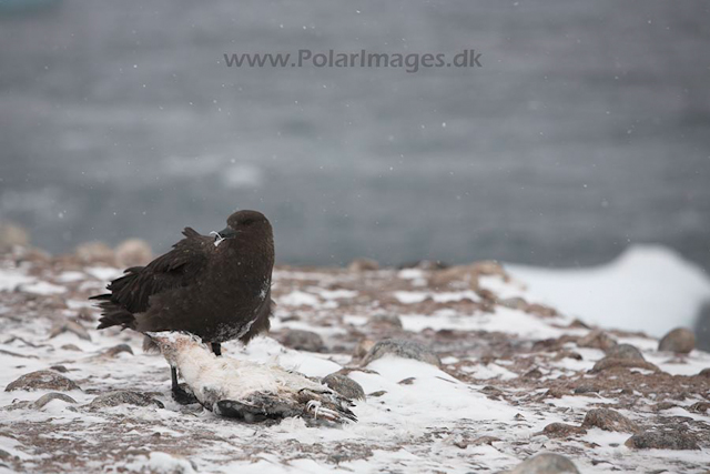 Skua, Paulet Island, March_MG_2719