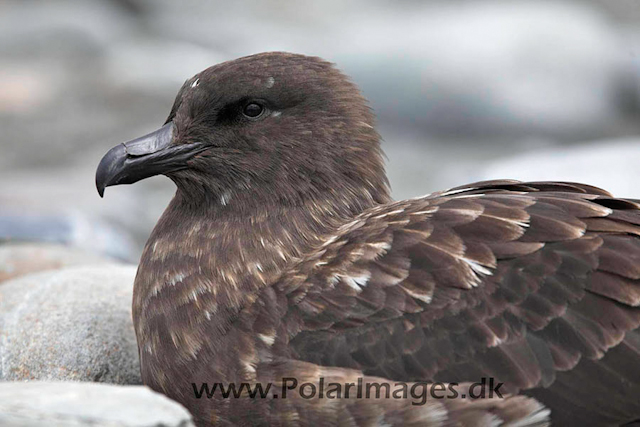 Skua, Salisbury Plain _MG_7326