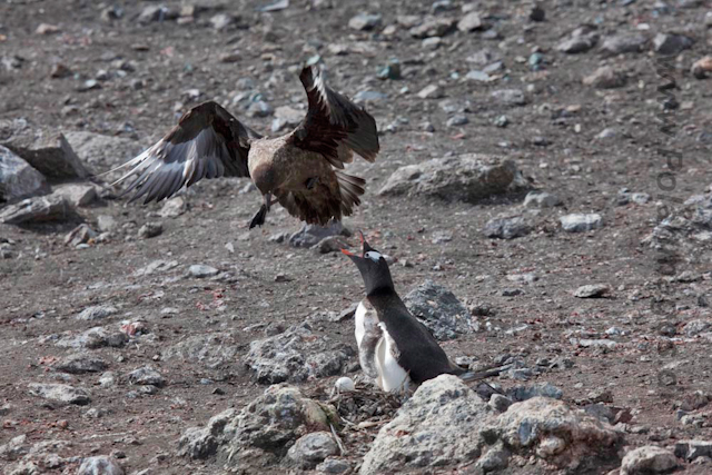 Skua attacking Gentoo nest_MG_6685