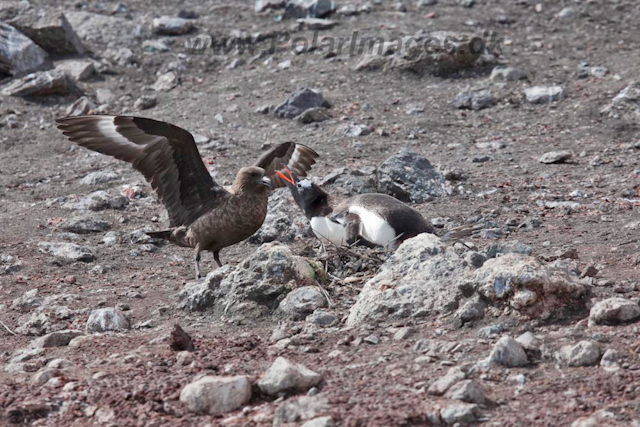 Skua attacking Gentoo nest_MG_6694