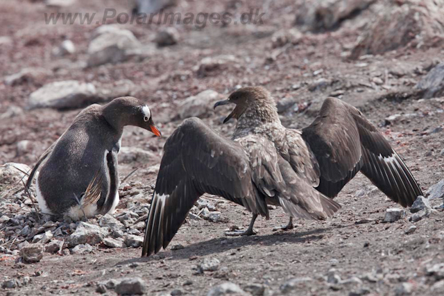 Skua attacking Gentoo nest_MG_6696