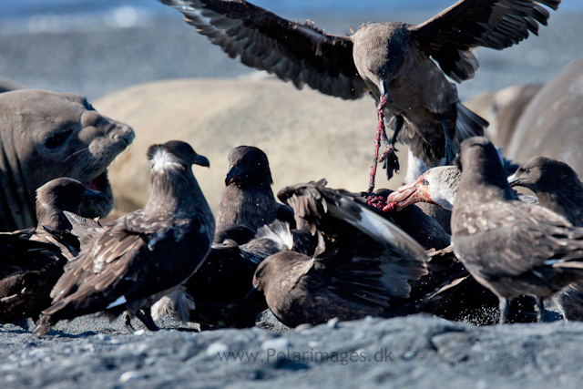 Skua feeding frenzy, Possession Bay_MG_7711