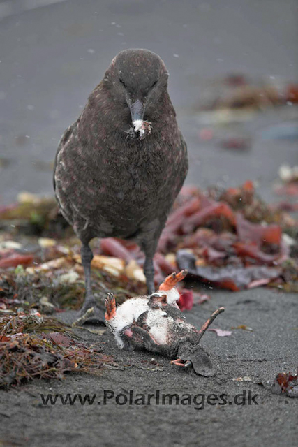 Skua with fresh kill_MG_6461