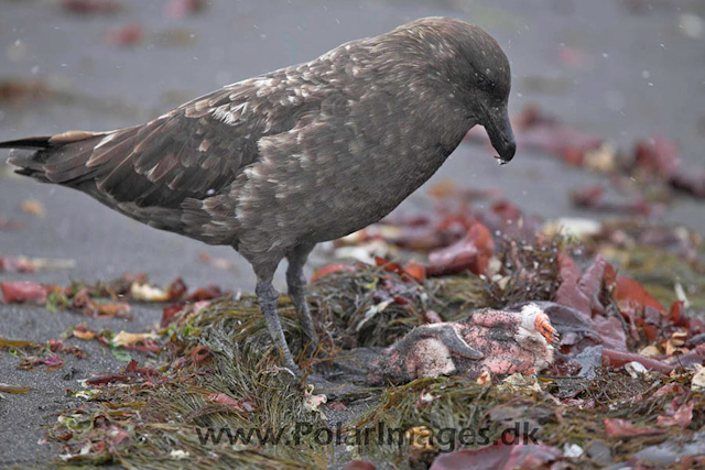 Skua with fresh kill_MG_6476