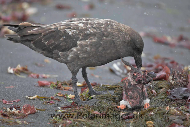 Skua with fresh kill_MG_6482