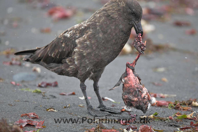 Skua with fresh kill_MG_6490