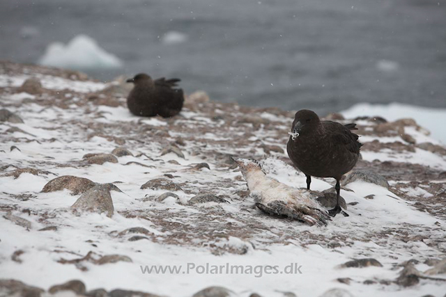 Skuas feeding, Paulet Island, March_MG_2712