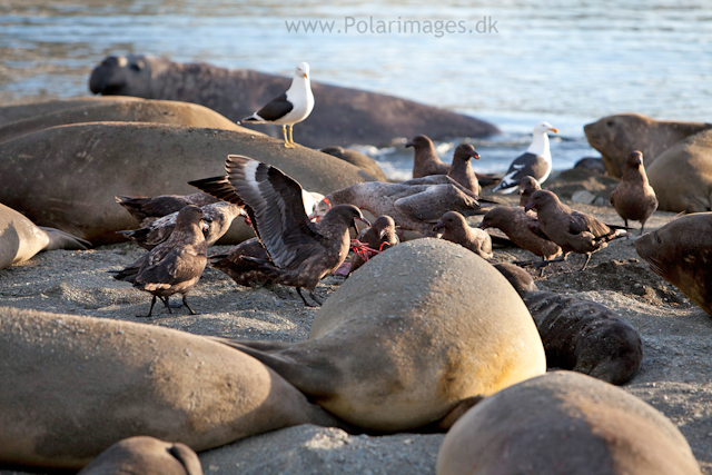 Skuas feeding on afterbirth, Ocean Harbour_MG_0821