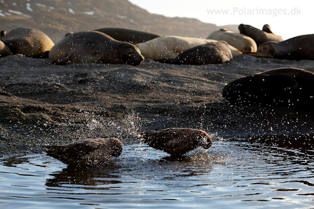 Skuas washing, Ocean Harbour_MG_0847