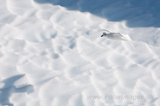 Snow Petrel at Foyn Harbour_MG_0225