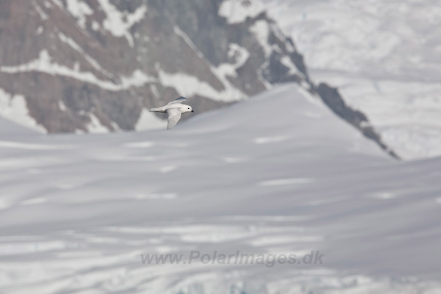 Snow Petrel at Foyn Harbour_MG_0239