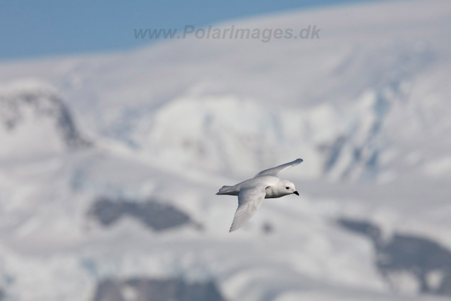 Snow Petrel at Foyn Harbour_MG_0243