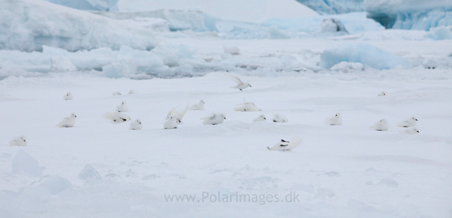 Snow petrel, Jonassen Island_MG_0141