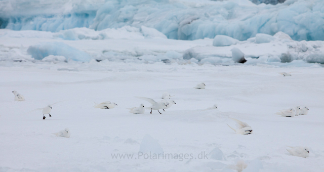 Snow petrel, Jonassen Island_MG_0156