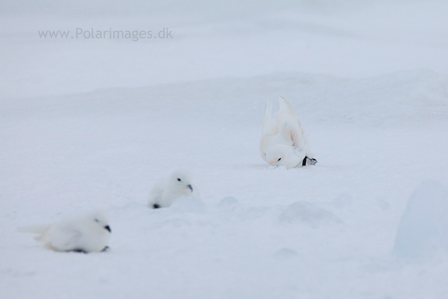 Snow petrel, Jonassen Island_MG_0182