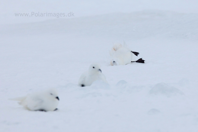 Snow petrel, Jonassen Island_MG_0183