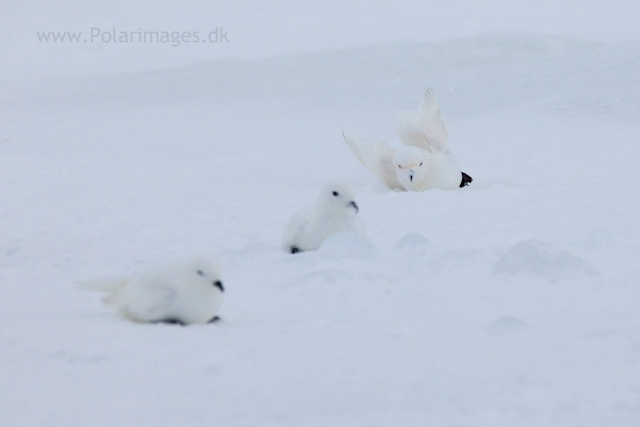 Snow petrel, Jonassen Island_MG_0184