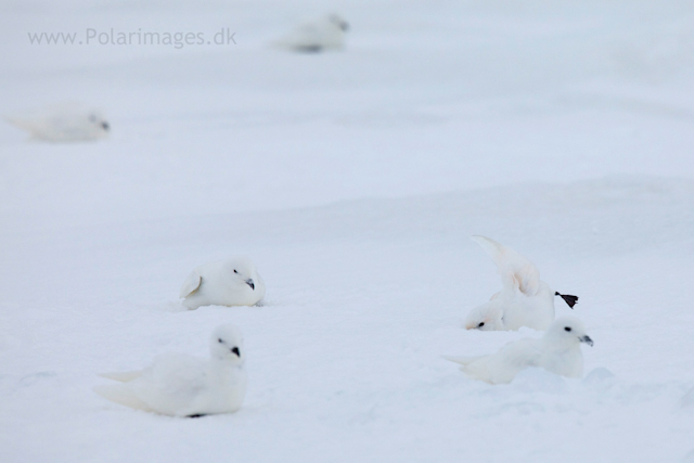 Snow petrel, Jonassen Island_MG_0195