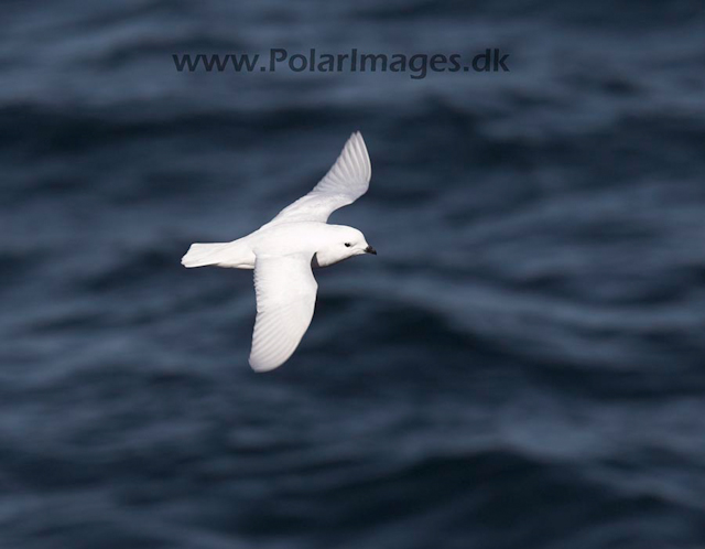 Snow petrel_MG_7854