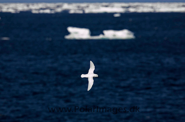 Snow petrel_MG_7865