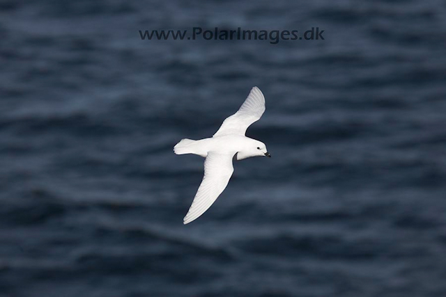 Snow petrel_MG_7867