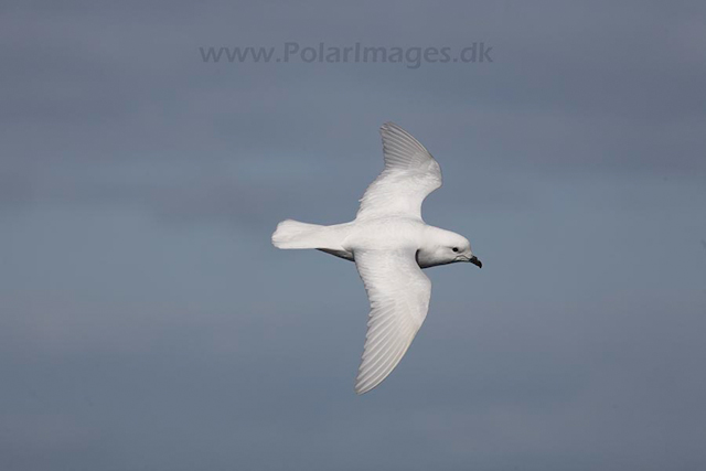 Snow petrel_MG_7876