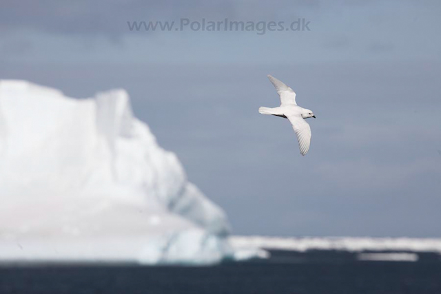 Snow petrel_MG_7882