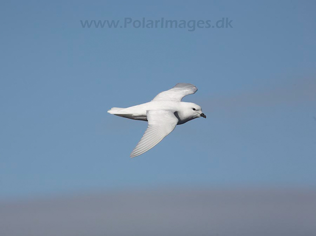 Snow petrel_MG_7887